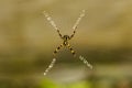 A spider in the middle of its web Royalty Free Stock Photo