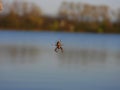 Spider in the middle of itÃÂ´s web