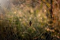 Spider in the middle of the spider web Royalty Free Stock Photo
