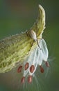 Spider on milkweed Royalty Free Stock Photo
