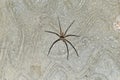 Spider missing one leg on cement wall after fighting