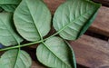 Spider mite colony, Tetranychus. .Initial stage of rose disease - leaves covered with microscopic web of spider mite colony,