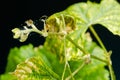 Spider mite parasitizes on sick and dry grapes leaves, isolated on black background Royalty Free Stock Photo