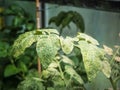 Spider mites on tomato plant Royalty Free Stock Photo