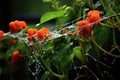 spider mites webbing and infesting a plant