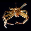 Spider molt Royalty Free Stock Photo