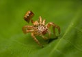 Spider molt Royalty Free Stock Photo