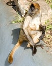 Spider monkey Royalty Free Stock Photo