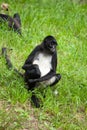 Spider monkey Royalty Free Stock Photo