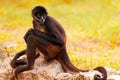 Spider Monkey Royalty Free Stock Photo
