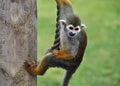 Spider monkey Royalty Free Stock Photo