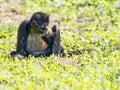 Spider Monkey, Ateles geoffroyi, exceptionally sitting on the ground