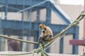 Spider monkey Ateles geoffroyi sit on a rope. Royalty Free Stock Photo