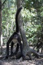 Spider monkey  in forest Royalty Free Stock Photo