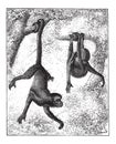 Spider Monkey or Ateles sp., vintage engraving