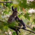 19/5000 Spider monkey with baby