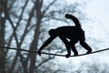Spider monkey backlit as it climbs the rope Royalty Free Stock Photo