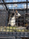 Spider monkey in cage Royalty Free Stock Photo