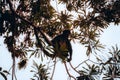 Spider monkey captured in the wild at Rivera Maya , Mexico Royalty Free Stock Photo