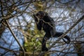 Spider monkey climbing in natural setting. Royalty Free Stock Photo