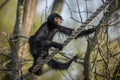 Spider monkey climbing on a rope in a forest. Royalty Free Stock Photo