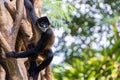 Spider Monkey Climbing a Tree Royalty Free Stock Photo
