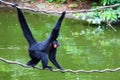 A spider monkey is climbing on vines