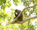 Spider Monkey, Costa Rica Royalty Free Stock Photo