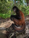 Spider Monkey in Costa Rica Royalty Free Stock Photo