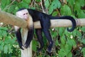 Spider Monkey, Costa Rica Royalty Free Stock Photo