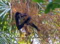 Spider monkey eating fruits tikal guatemala Royalty Free Stock Photo