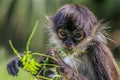 Spider monkey eating Royalty Free Stock Photo
