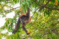 Spider Monkey eating papaya, Costa Rica Royalty Free Stock Photo