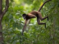 The Agile Acrobat the Spider Monkey in Canopy Royalty Free Stock Photo