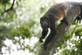 Spider monkey Royalty Free Stock Photo