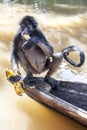 A Spider monkey at Monkey Island in Peru.