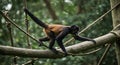 Spider Monkey Navigating a Jungle Rope Course Royalty Free Stock Photo