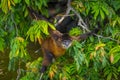 Spider monkey in Nicaragua Royalty Free Stock Photo