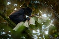 Spider monkey on palm tree. Green wildlife of Costa Rica. Black-handed Spider Monkey sitting on the tree branch in the dark