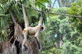 Spider monkey play on a rope Royalty Free Stock Photo