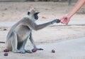Spider monkey reaching hand Royalty Free Stock Photo