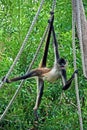 Spider monkey on rope #1 Royalty Free Stock Photo