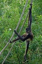 Spider Monkey on rope #2 Royalty Free Stock Photo