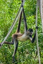 Spider monkey on rope #3 Royalty Free Stock Photo