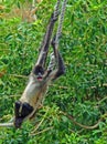 Spider monkey on rope #4 Royalty Free Stock Photo