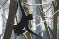 Spider monkey on the rope Royalty Free Stock Photo