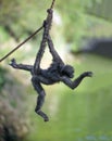 Spider Monkey On A Rope