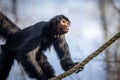 Spider monkey on a rope in natural habitat. Royalty Free Stock Photo