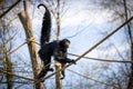 Spider monkey on a rope in natural setting. Royalty Free Stock Photo