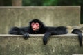 Spider Monkey sending a kiss Royalty Free Stock Photo